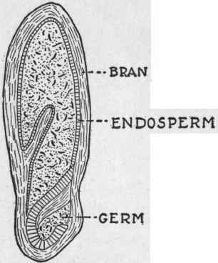 Wheat Grain (longitudinal section).