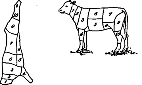 Fig. 14.   Diagrams of cuts of veal