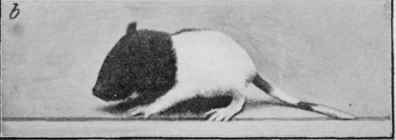 To show the state of development of the progeny of normally fed (bread and milk) rats.