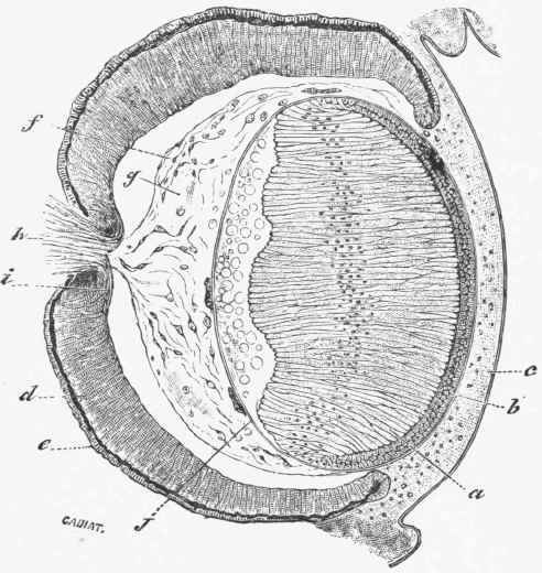 A farther stage of the development of the lens. (Cadi'at ).