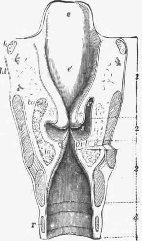 Anterior half of a transverse vertical section through the larynx near its middle, seen from behind.
