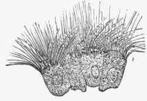 Ciliated epithelial cells from the gills of mussel.