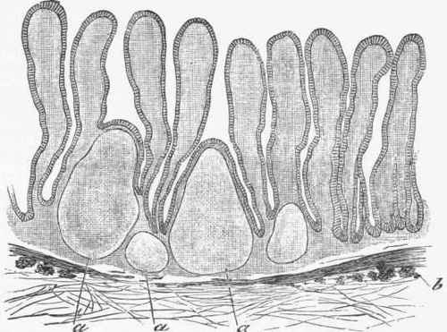 Diagram of Section of the Mucous Membrane of the Intestine, showing the position of the lymph follicles (a).