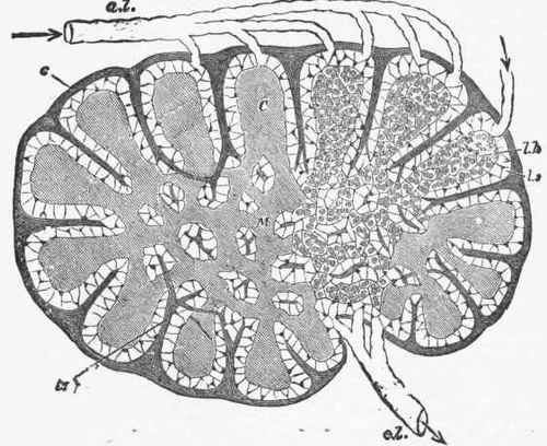 Diagram of a Lymphatic Gland, showing (a I) afferent and (el) efferent lymphatic vessels.
