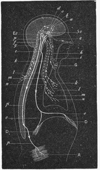 Diagram of the Nervous Mechanisms of Respiration. {After Fick).