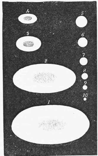 Diagram of the relative sizes of red corpuscles of different animals.