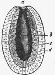 Diagram showing the first differentiation of the organism into an external and internal layer.