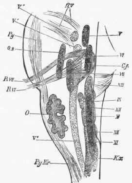Diagram showing the position of the nuclei of the cranial nerves in the medulla oblongata, etc.