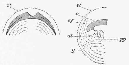 Diagrammatic views of sections through the developing ovum.
