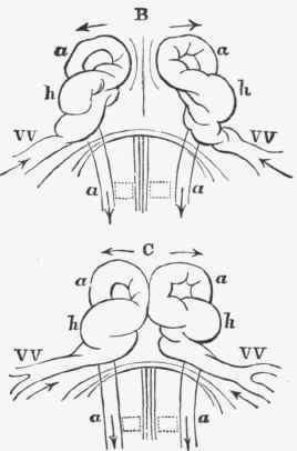Diagrammatic views of the under surface of an embryo rabbit of nine days and three hours old.