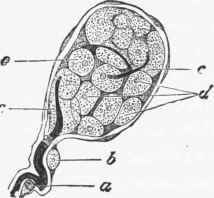 End bulb from human conjunctiva, treated with osmic acid, showing cells of core.