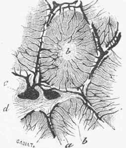 Magnified section of a portion of injected Thymus, showing one complete lobule.