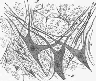 Multipolar cells from the anterior gray column of the spinal cord of the dog fish.
