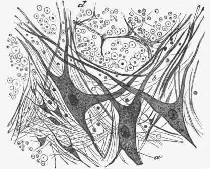 Multipolar cells from the anterior gray column of the spinal cord of the dog fish.
