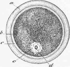 Ovum. {Robin).