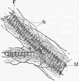 Portion of Small Artery from Submucous Tissue of Mouse's Stomach.
