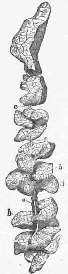 Portion of Thymus removed from its envelope and unraveled so as to show the lobules (b, b) attached to a central band of connective tissue (a).