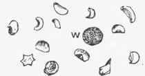 Red Corpuscles shriveled by the addition of strong syrup, (w) White Corpuscle.