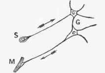 S. Sensory receiving organ with attached afferent nerve fibre.