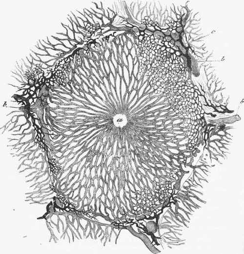 Section of Lobule of Liver of Rabbit in which the blood and bile capillaries have been injected.