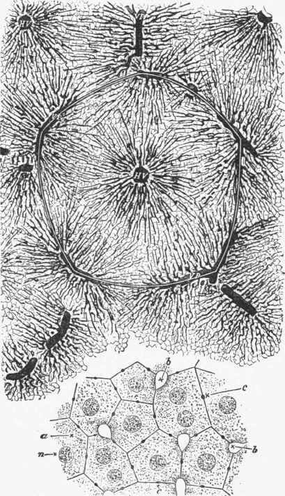 Section of injected liver showing the position of portal branches.