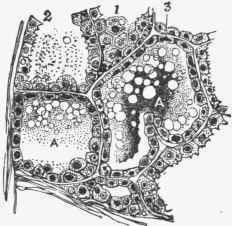 Section of milk gland of cat, show ing; secreting cells containing fat globules, and some secretion in alveoli.