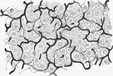 Section of the Liver of the Newt, in which the bile ducts have been injected.