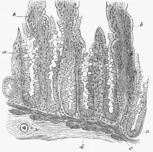 Section of the Mucous Membrane of small intestine, showing Lieberkiihn's follicles.