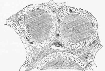 Section of the Thyroid Gland of a child, showing two complete sacs and portions of others.
