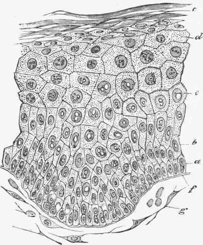 Section of the epiderm of the prepuce showing the superimposed layers of cells of a stratified epithelium.