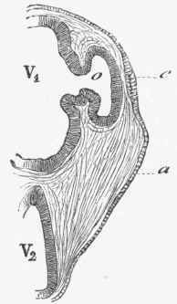 Section through the head of a chick at the third day, showing the origin of the lens.