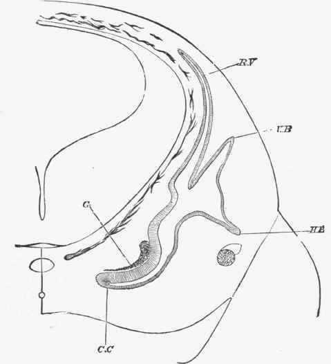 Section through the head of a foetal sheep.