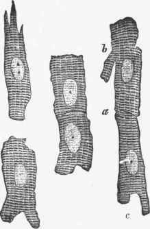 Short striated cells of the heart muscles, separated one showing the truncated (a), or divided (c), ends and branches (6).