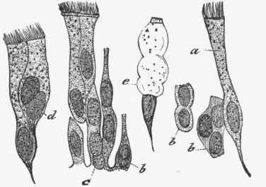 Stratified ciliated epithelial cells from the trachea of man.