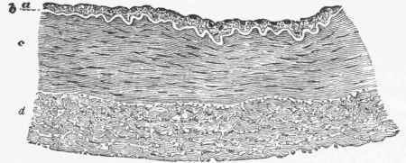 Transverse Section of part of the Wall of the Posterior Tibial Artery (man).