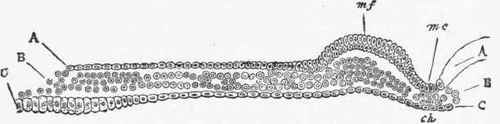 Transverse section of Blastoderm, showing the elements in the earlier stage of the development.