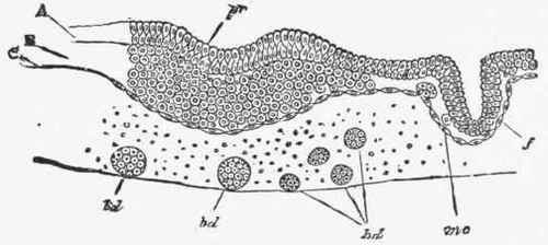 Transverse section of blastoderm of chick.