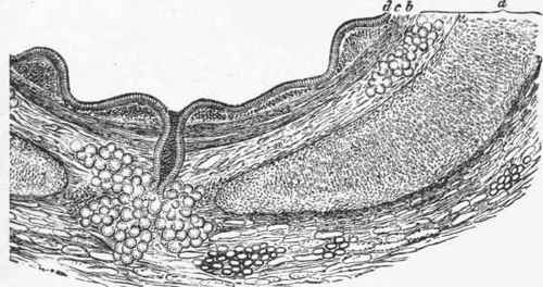 Transverse section of part of the wall of a medium sized bronchial tube.