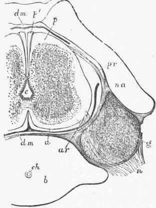 Transverse section of the spinal column of the human embryo of from nine to ten weeks.