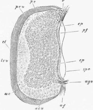 Transverse section of the spinal cord of a chick of seven days.