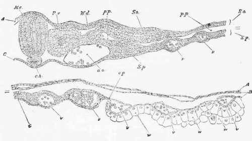 Transverse section through the dorsal region of an embryo chick of forty five hours.
