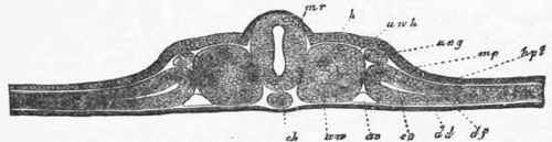 Transverse section through the embryo of a chick on the second day, where the medullary canal is closed.