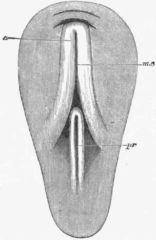 View of the area pellucida of a chick of eighteen hours, seen from above.