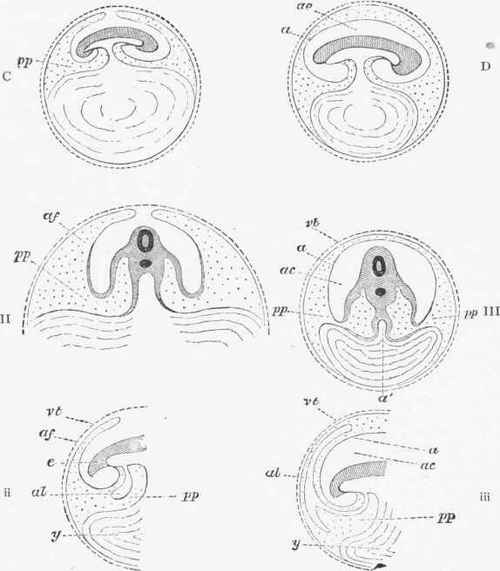 e. Embryo, a. Amnion, a'. Alimentary canal, vt. Vitelline membrane, af. Amniotic fold.