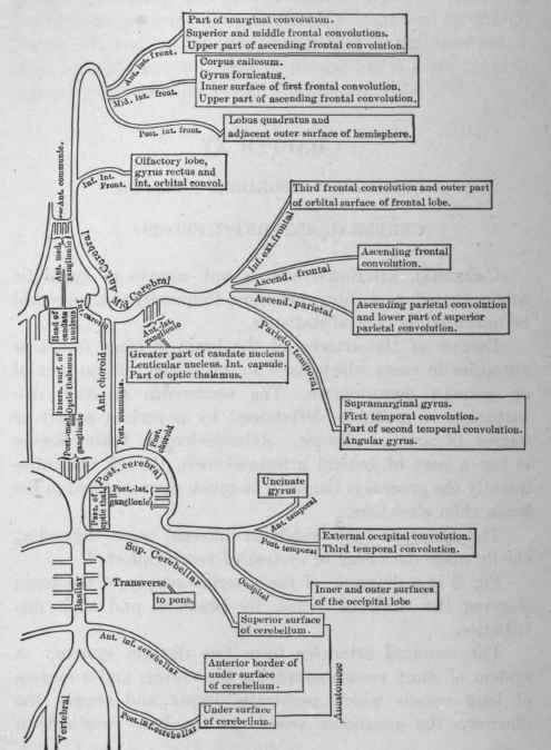 Arterial Supply of the Brain