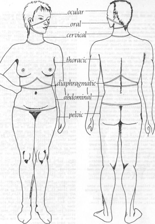 The Seven Segments of the Body