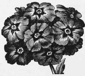 Abutilon 157