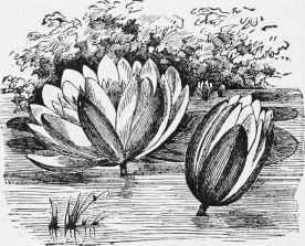 Water Lily 156