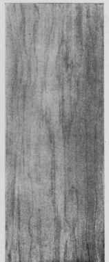 White Pine.