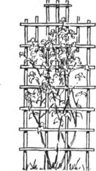 Climbing Vine Trellis